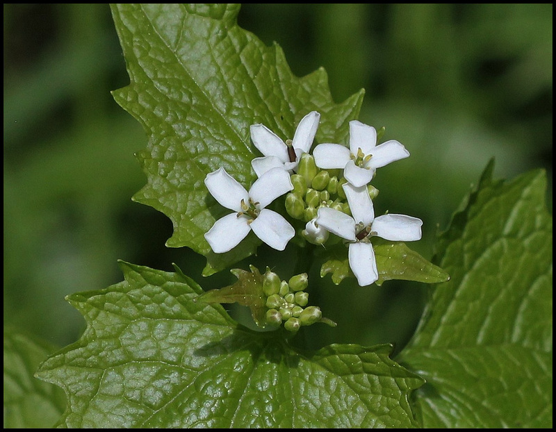 Alliaire-Alliaria petiolata (2)