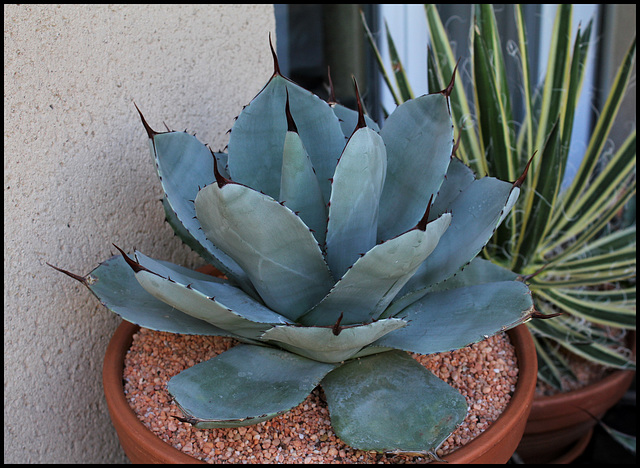 Agave parryi truncata