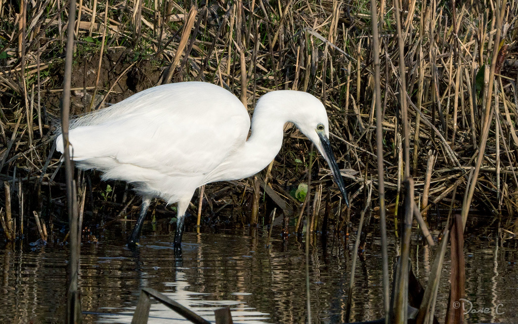Egret 2
