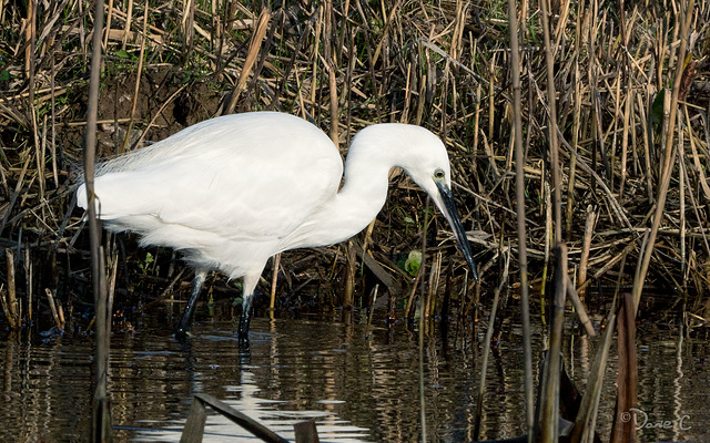 Egret 2