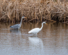 Heron and a great white egret