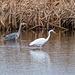 Heron and a great white egret