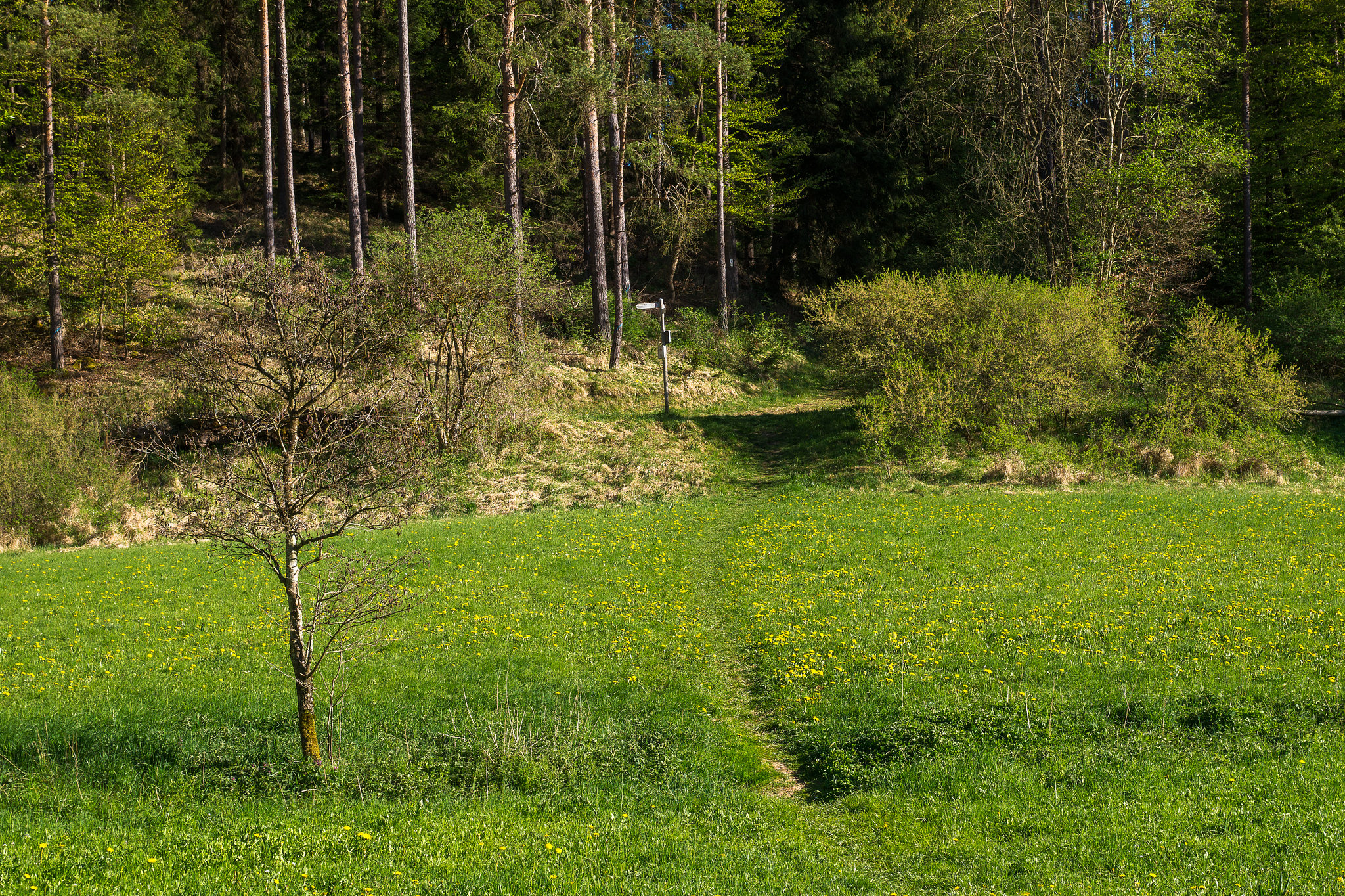 Blankenheim - Lampertstal im Frühjahr