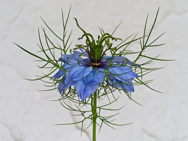 Nigella