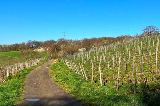 Weinberge im April