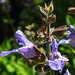 20230531 0513CPw [D~LIP] Salbei (Salvia officinalis), UWZ, Bad Salzuflen