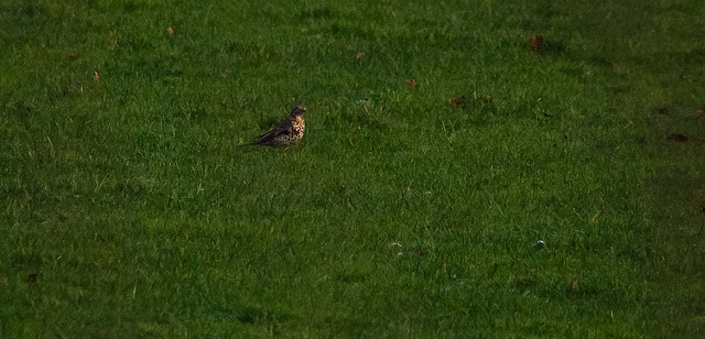 Thrush