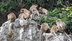 Thai monkeys area / Zone de singes thaïlandais