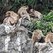 Thai monkeys area / Zone de singes thaïlandais