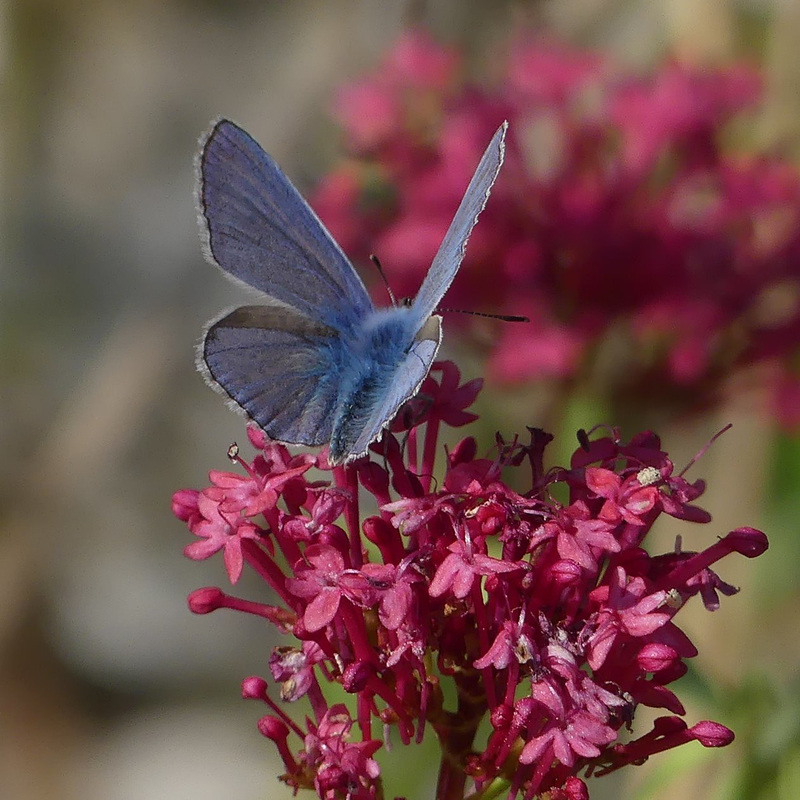 Papillon