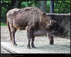 IMG 8552.jpg 2017 09 16 Zoo Planckendael II