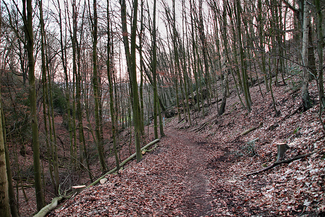 Weg im Wald (Bochum-Sundern) / 14.01.2018