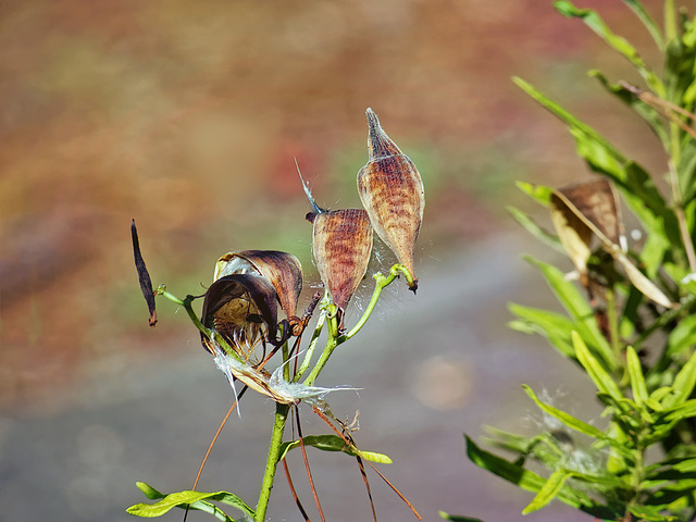 Seed pods.  9063978