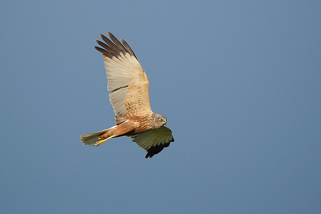 Rohrweihe-Männchen-fliegt