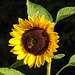 20220908 1662CPw [D~LIP] Sonnenblume (Helianthus annuus), UWZ, Bad Salzuflen