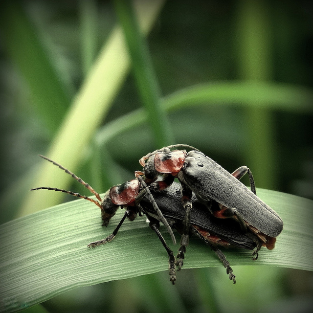 Cantharis rustica
