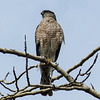 Cooper's Hawk