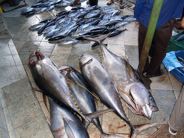 The abundance on the fish market