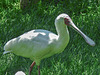 20170527 1754CPw [D~LIP] Löffler, Vogelpark Detmold-Heiligenkirchen