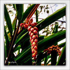 Jardín Botánico - IX