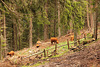 Ausflug in den Wald - HFF und ein schönes Wochenende