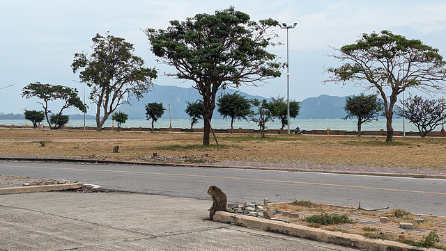 Singe en pause / Monkey's break off