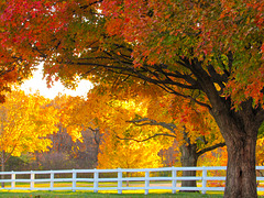 Fenced in Fall