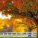 Fenced in Fall