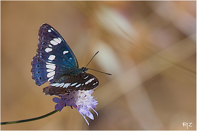 Sylvain azuré (Limenitis reducta)