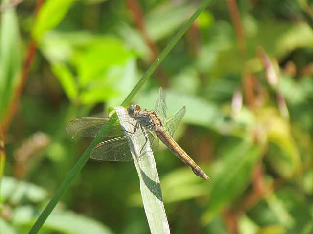 Southern Skimmer f (Orthetrum brunneum) 30-07-2012 10-31-44