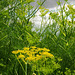 Fenchel / Fennel