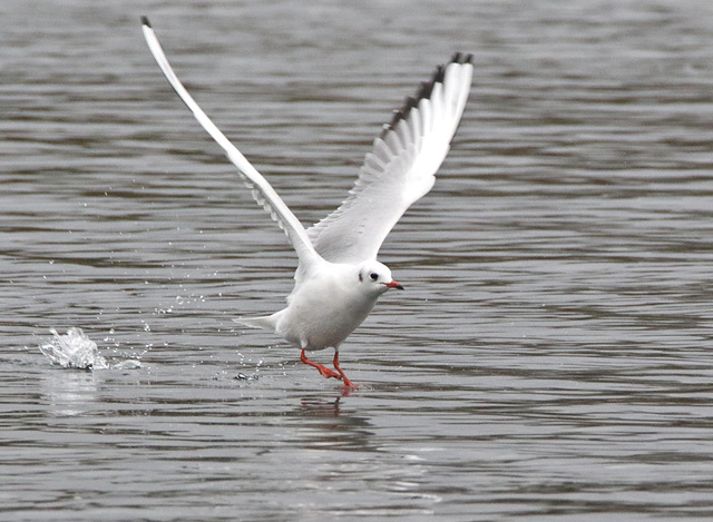 EFA9923blakcheadedgulls