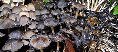 Shaggy Inkcap. Coprinus comatus