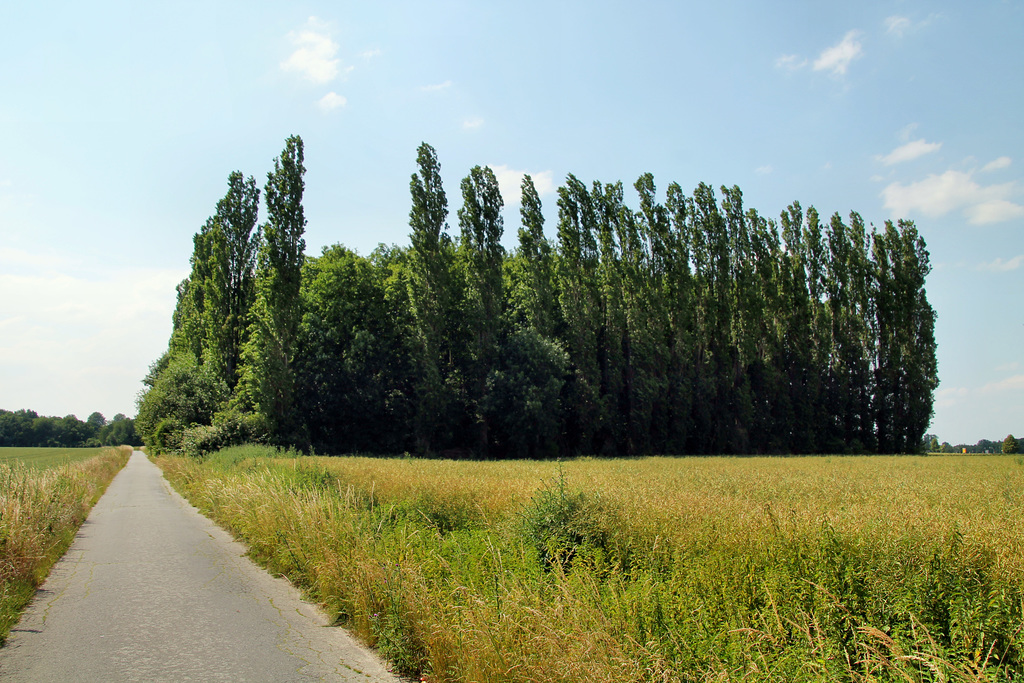 Bewaldetes Gelände der ehem. Wetterschachtanlage Königsmühle (Dortmund-Nette) / 22.06.2019