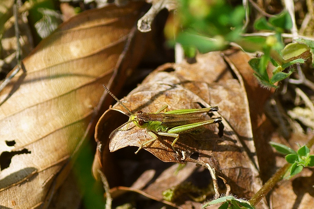 Grashüpfer im Laub