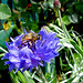 Bee On Cornflower