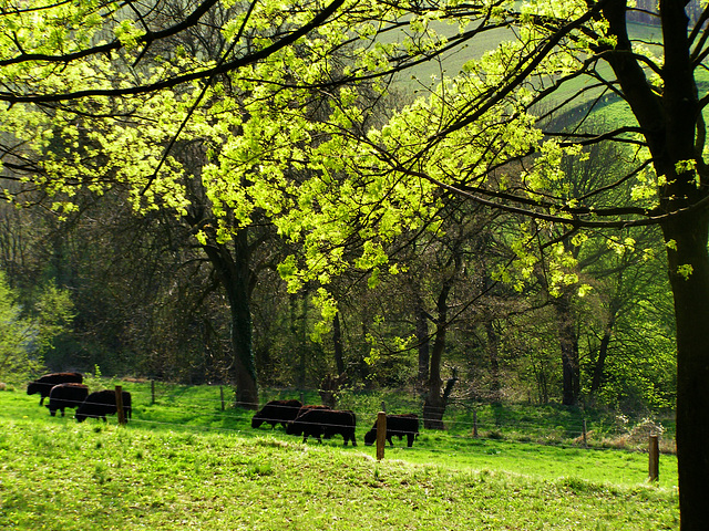 Sousberg buffalo