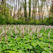 Gewöhnliche Pestwurz (Petasites hybridus