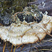 20220908 1665CPw [D~LIP] Pilz, UWZ, Bad Salzuflen