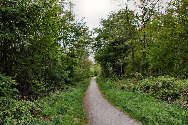 Waldweg im Naturschutzgebiet Beerenbruch (Dortmund-Mengede) / 23.04.2022