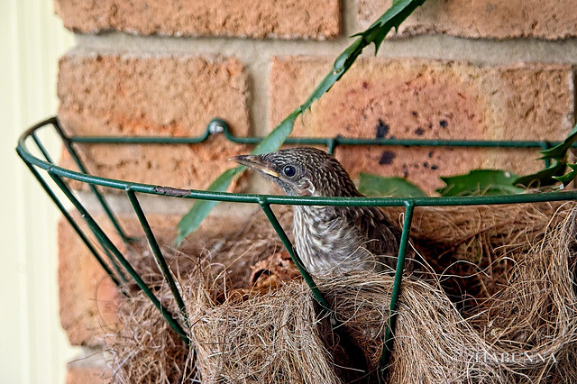 Looking over the fence