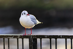 Black-Headed Gull (Chroicocephalus Ridibundus)