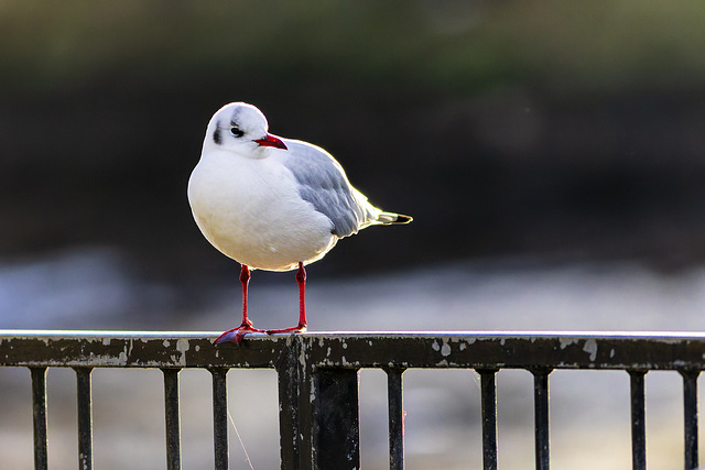 Black-Headed Gull (Chroicocephalus Ridibundus)
