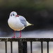 Black-Headed Gull