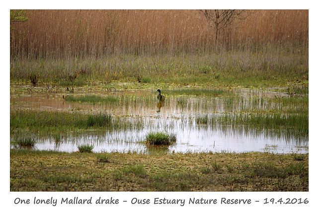 One lonely Mallard in the Ouse Estuary Nature Reserve - 19.4.2016