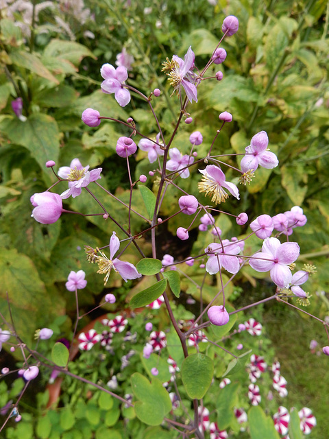 022  Thalictrum dipterocarpum - China- Wiesenraute