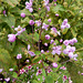 022  Thalictrum dipterocarpum - China- Wiesenraute