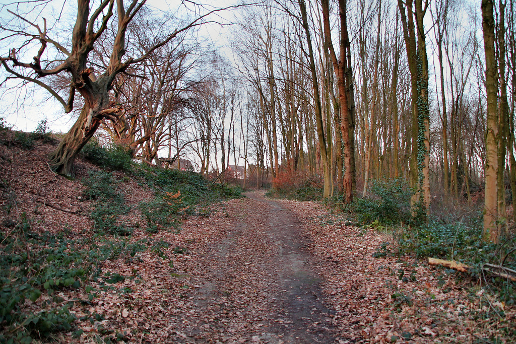 Wanderweg im Wald (Bochum-Sundern) / 14.01.2018