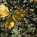 Feuille d'automne, Rubus fruticosus
