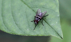 20110519 3147+48RMw [D~MI] Fliege, Großes Torfmoor, Hille